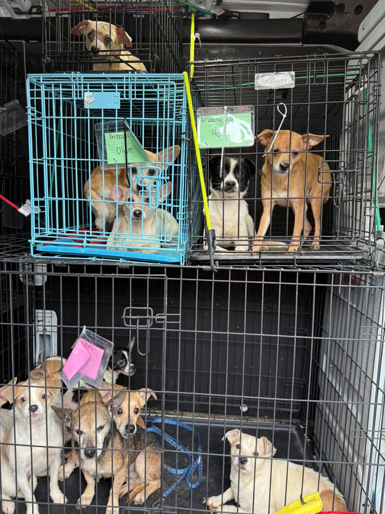 More than 70 dogs rescued from hoarder home in Murray Co.; seeking ...