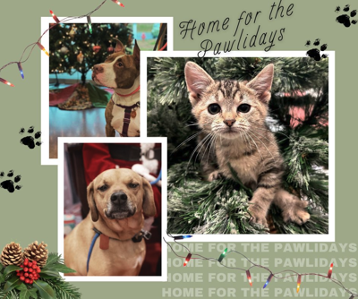 Home for the Pawlidays Event by Humane Educational Society | Local News ...