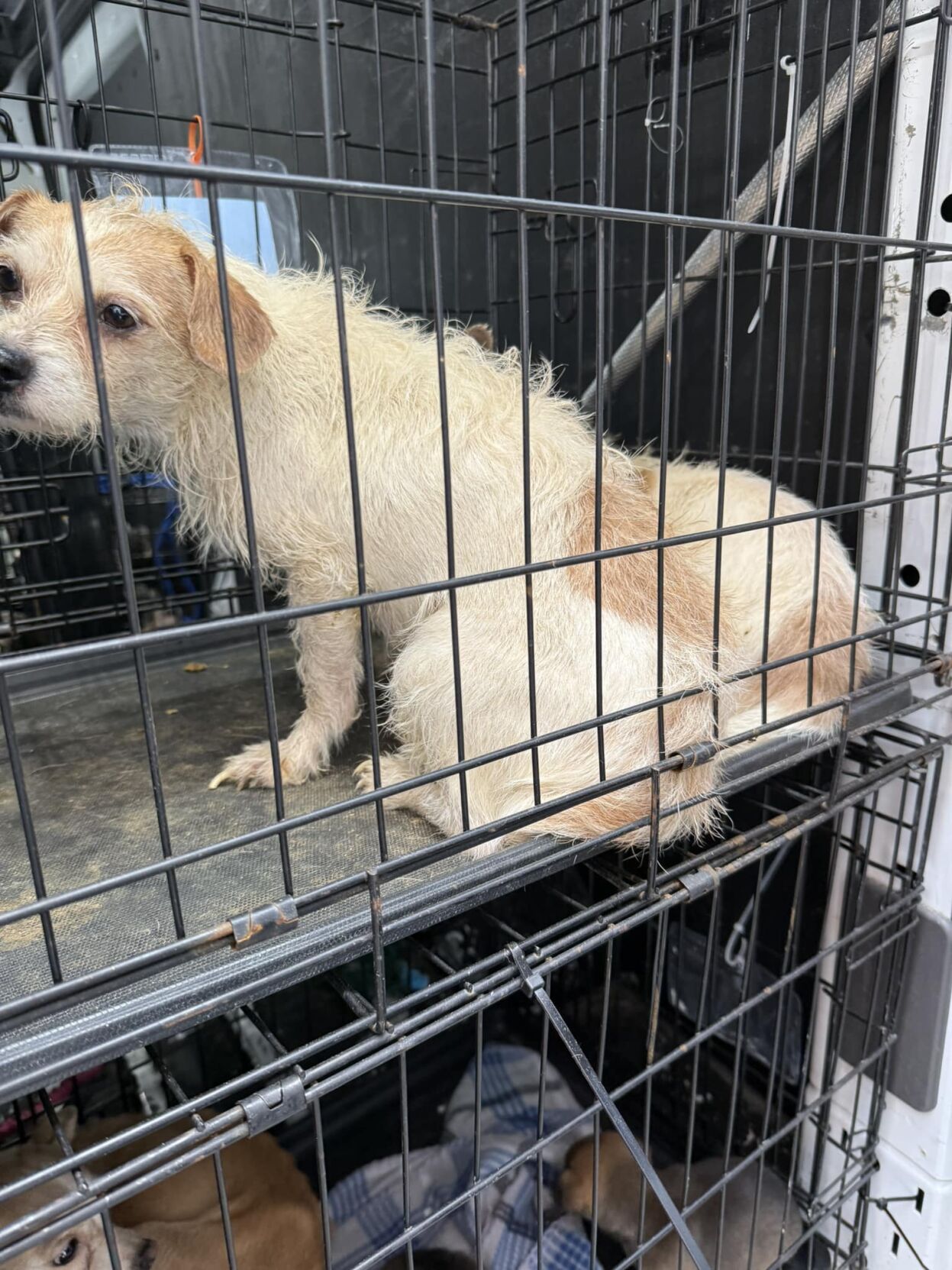 More than 70 dogs rescued from hoarder home in Murray Co.; seeking ...