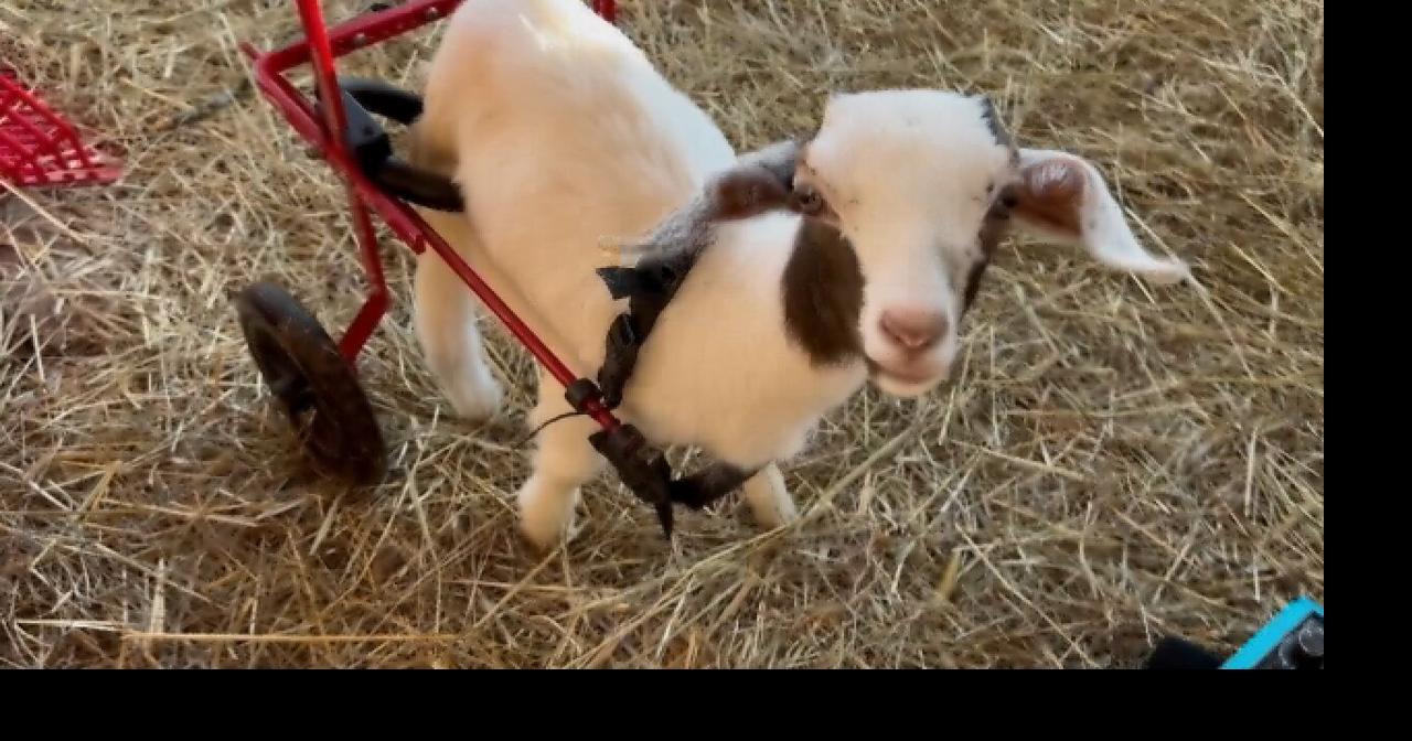 Local special needs baby goat almost face of Cadbury Eggs Easter commercial Local News