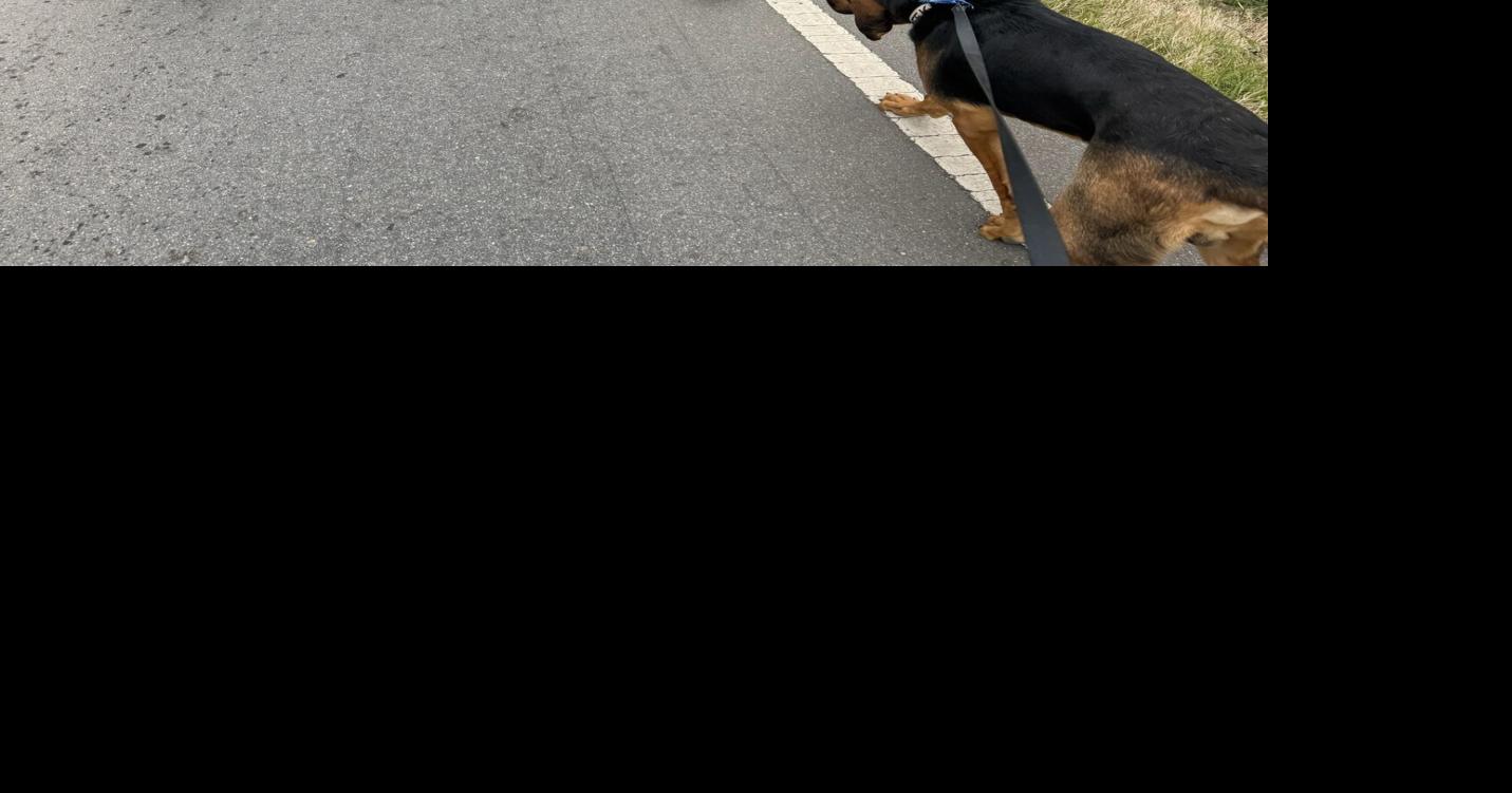 Bradley County Sheriff's Office K9 Tracks Down Fleeing Suspect | Local ...