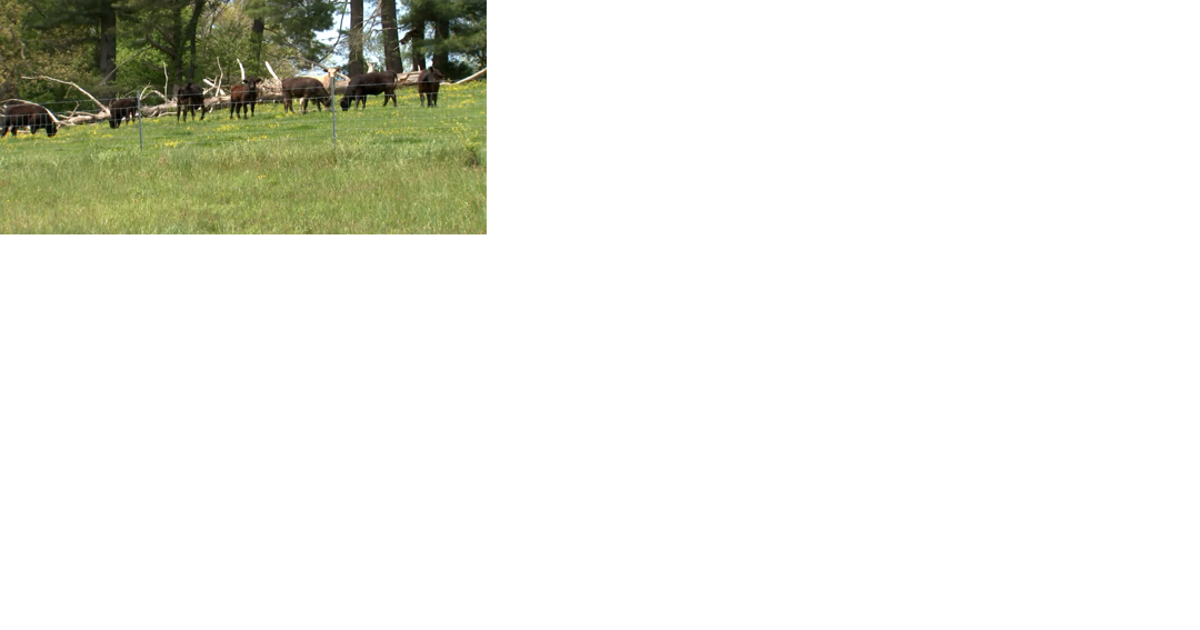 How a herd of cows helped North Carolina police capture a suspect on the run - Vimarsana News