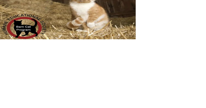 HES announces 'Barn Cat' program - Vimarsana News