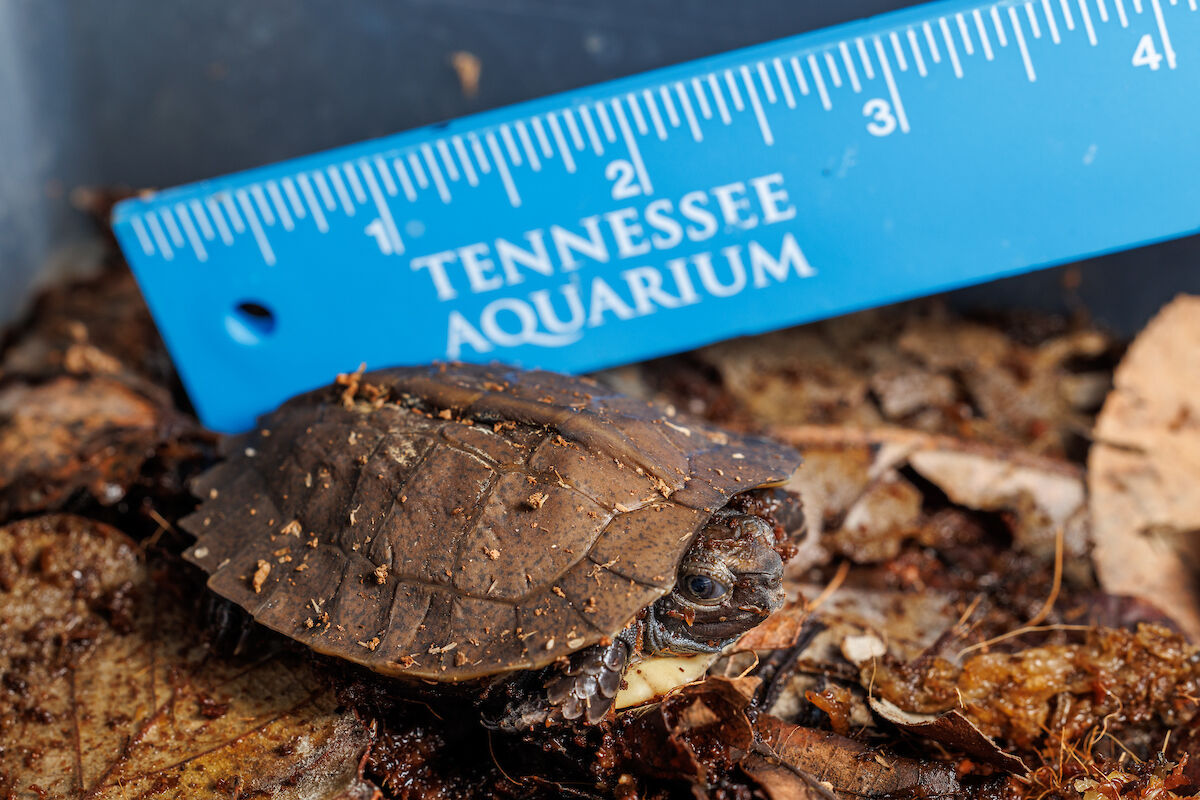 Tennessee Aquarium hatches two critically endangered turtles