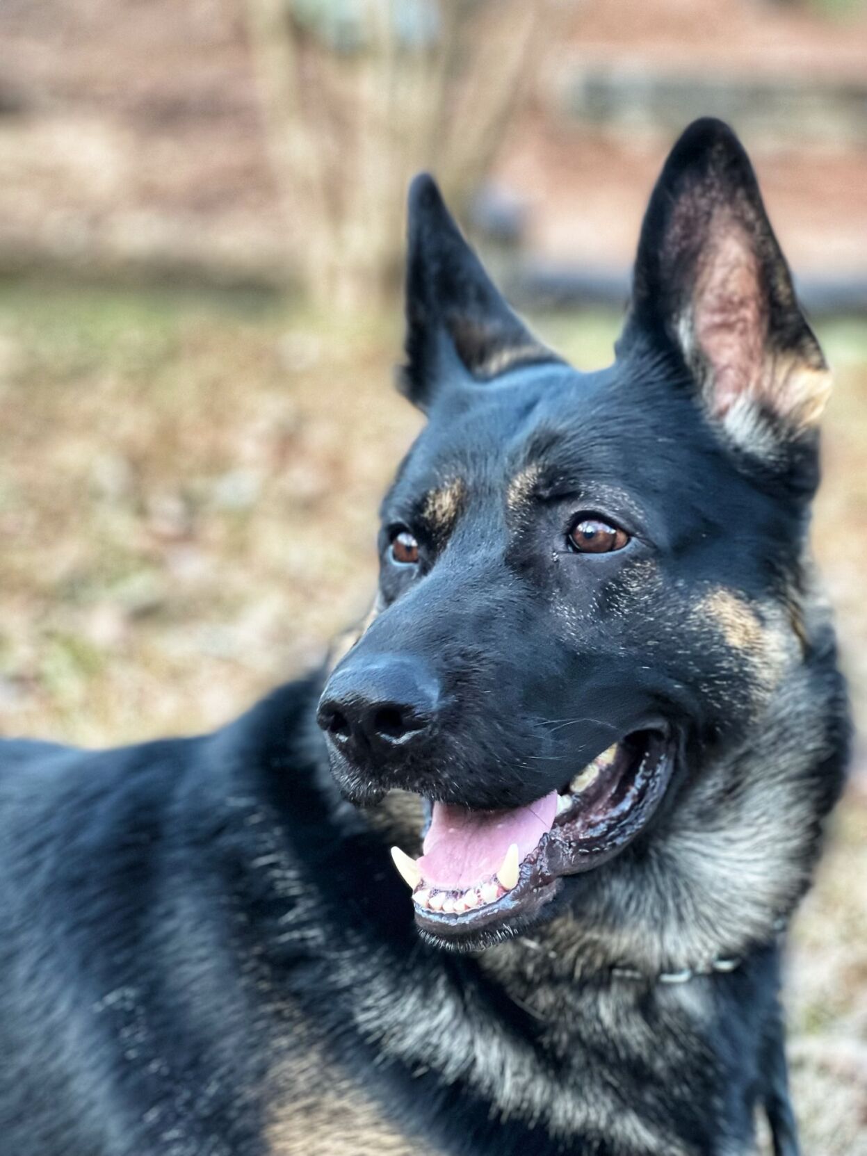 East Ridge PD K9 Quest turns three | Local News | local3news.com