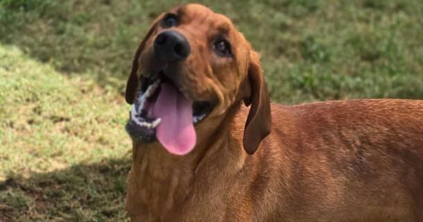 Adopt Dutton, Rip, Maggie, and Zach from MRHS | Local News | local3news.com