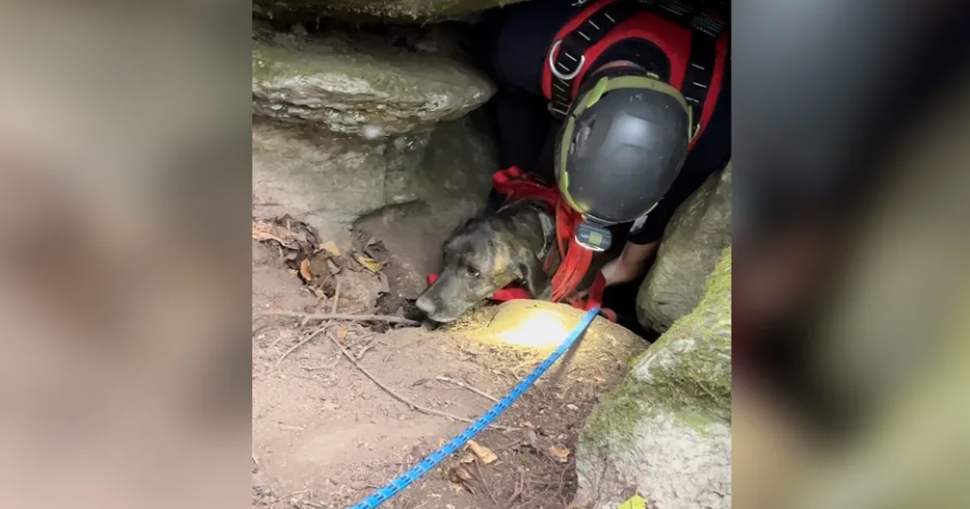 Rescuers descended into a deep cave to rescue a trapped dog – then they found a bear - Vimarsana News