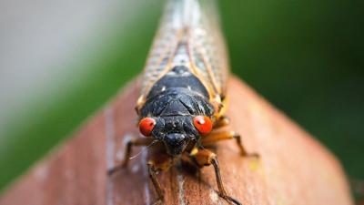 Get ready for Brood X: The once-every-17-years cicada swarm is coming