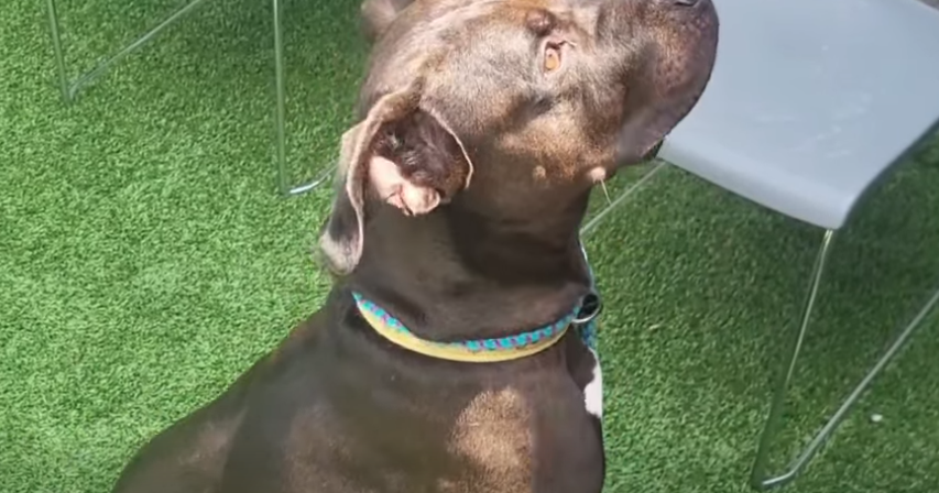 Longest-resident dog at Humane Educational Society still waiting for a forever home