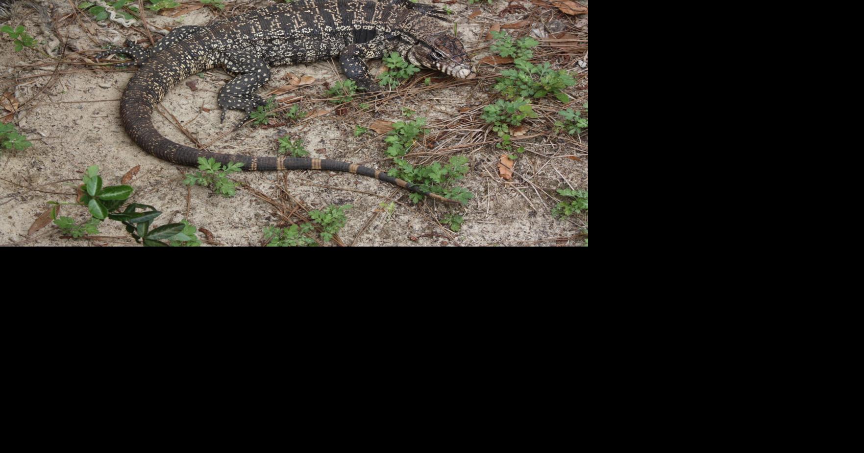 Large invasive lizards that could harm wildlife spotted in Georgia, Florida