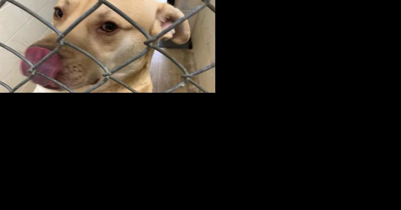 New animal shelter coming to Dade County - Vimarsana News