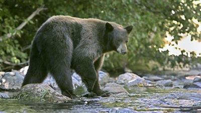 Bear bites Appalachian Trail hiker in the Smokies