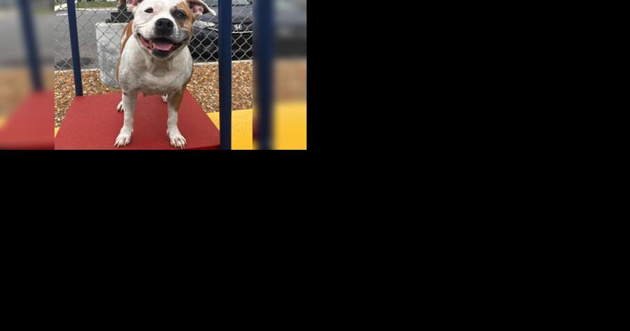 PAUL'S PETS: "Marnie" the dog up for adoption at the Humane Educational Society in Chattanooga - Vimarsana News