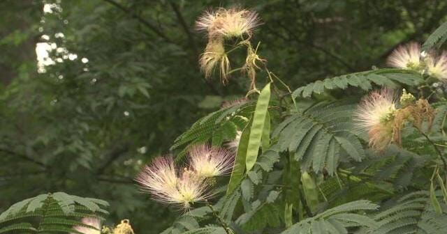 Mimosa trees considered invasive species in the Tennessee Valley ...