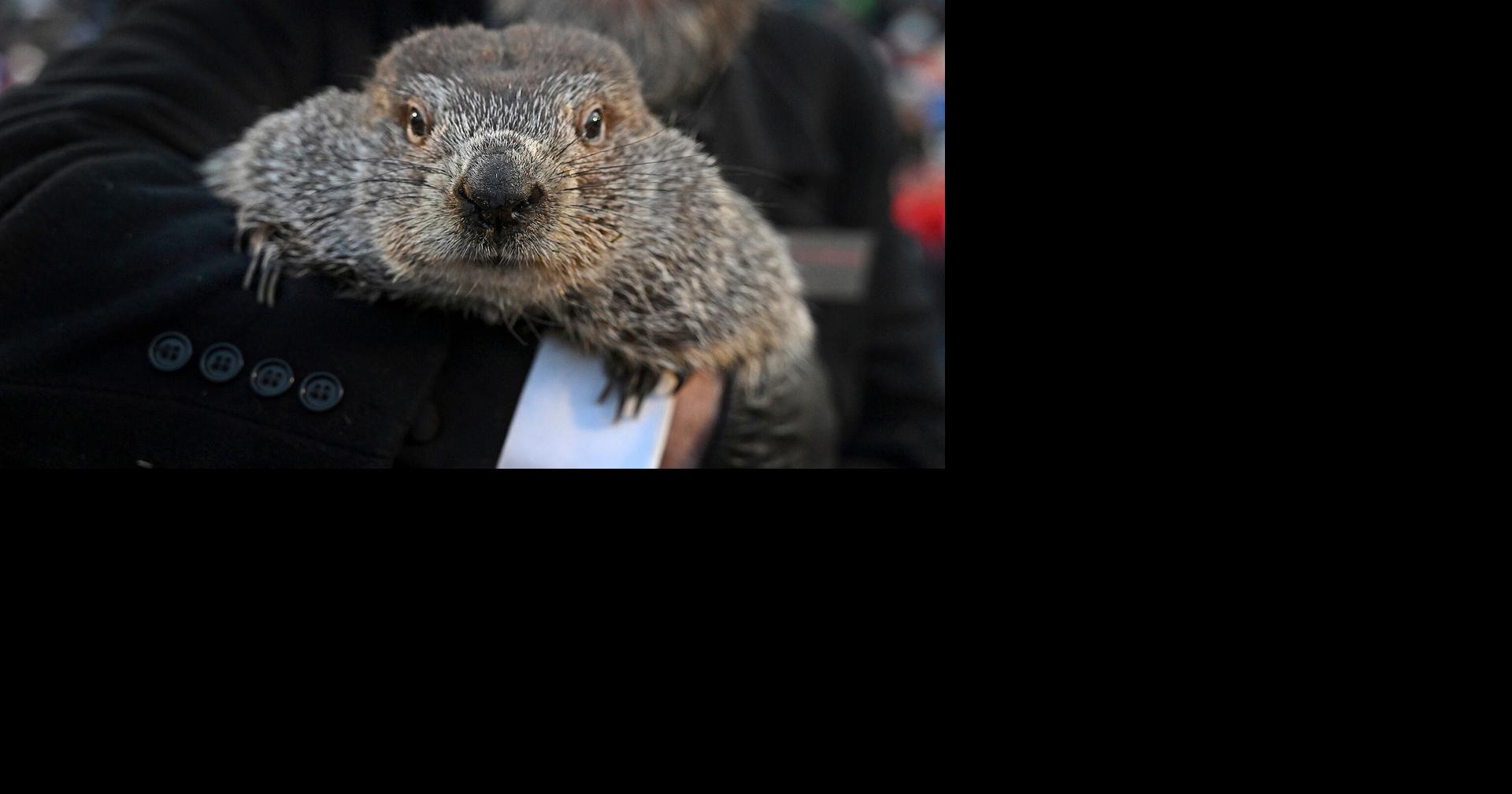 The Latest: Groundhog Punxsutawney Phil predicts 6 more weeks of cold