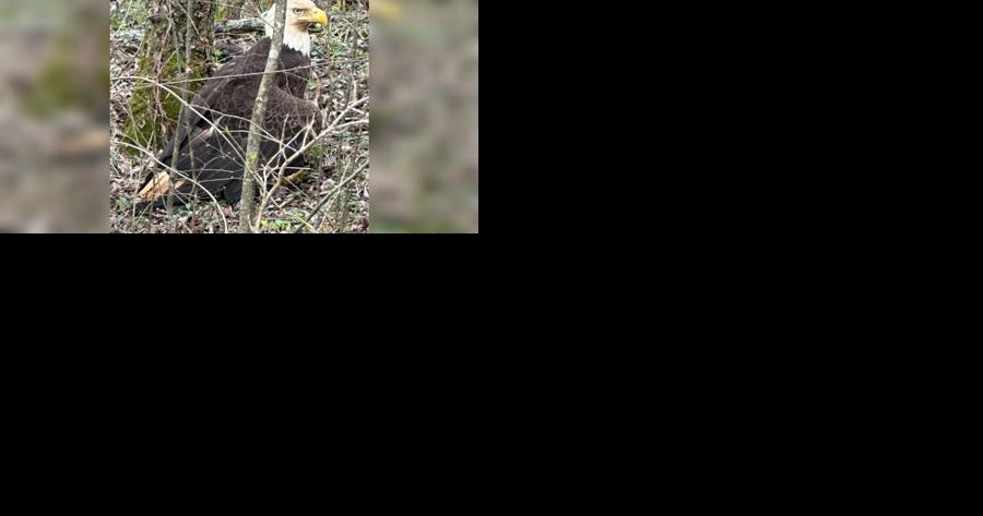 Injured bald eagle found in Rhea County seeks permanent home while recovering at animal rescue center - Vimarsana News