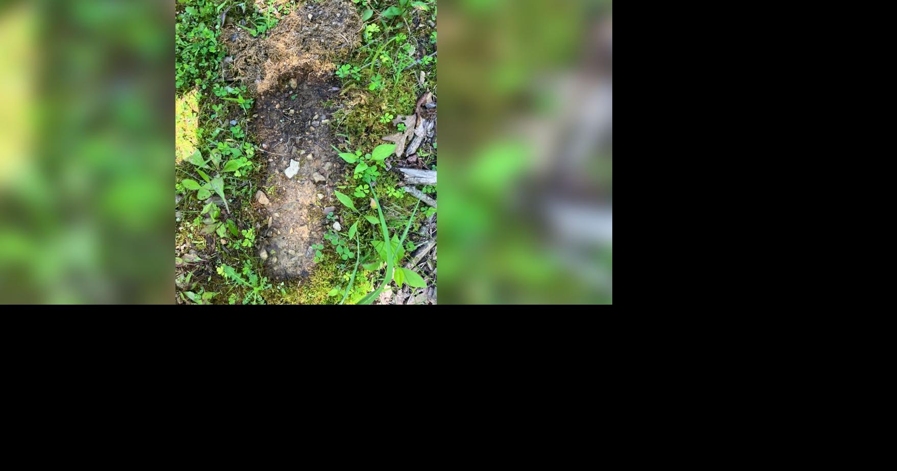 Was Bigfoot just spotted in Ohio?