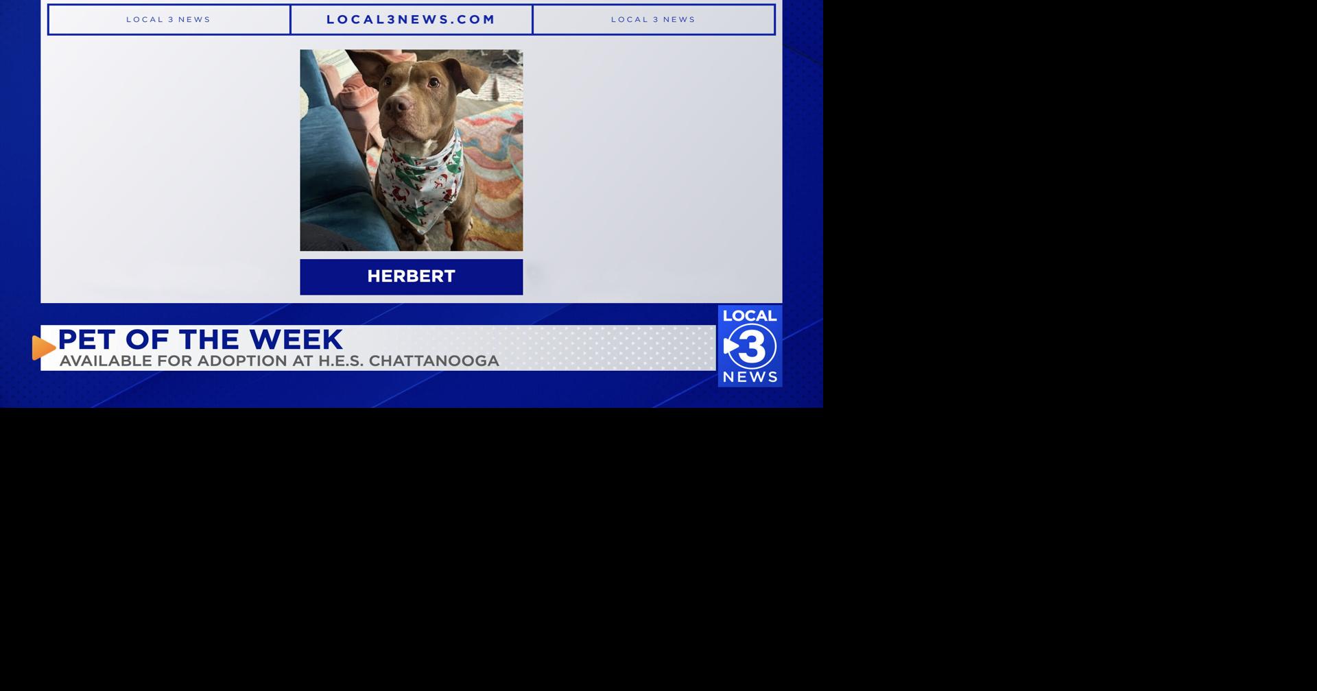 Herbert the dog up for adoption at Humane Educational Society of Chattanooga