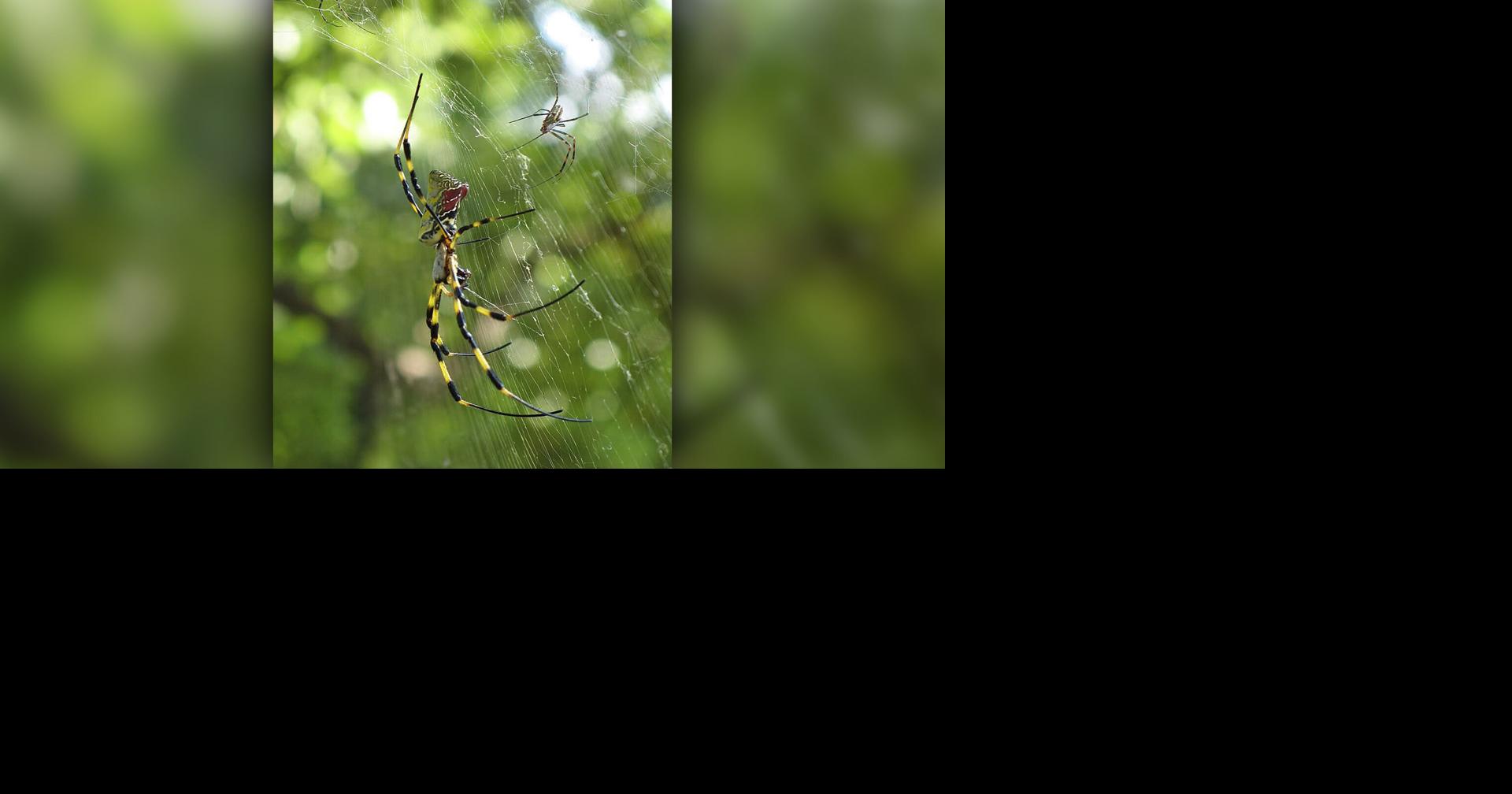 Help scientists by submitting Joro spider photos during 5th annual contest