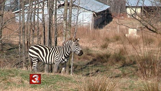 Lost zebra returns home | | local3news.com