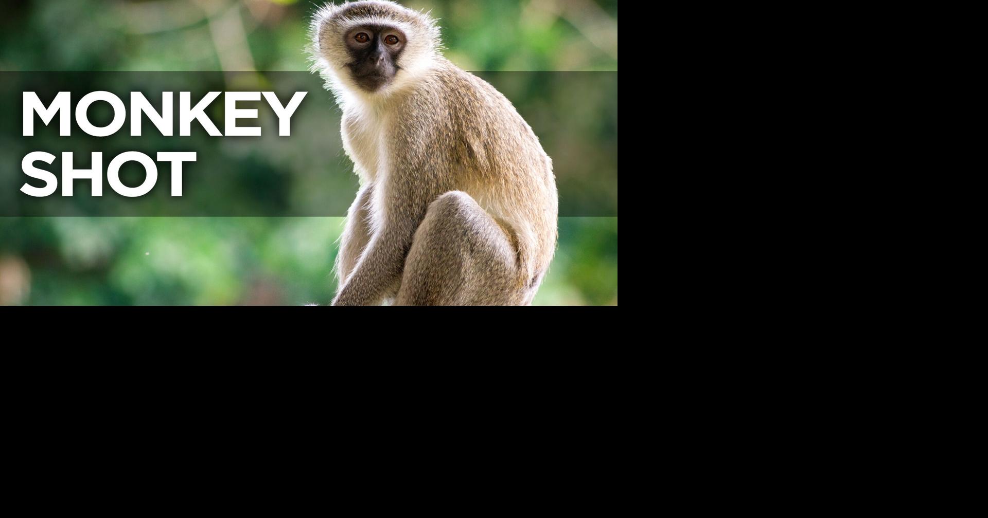UPDATE: Monkey shot by Soddy-Daisy woman after attacking her; animal ...