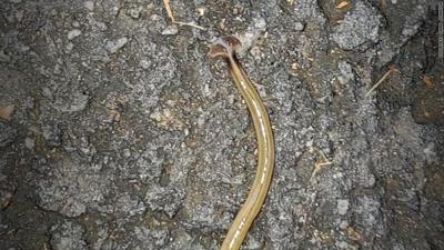 Invasive, snake-like hammerhead worm popping up in Georgia