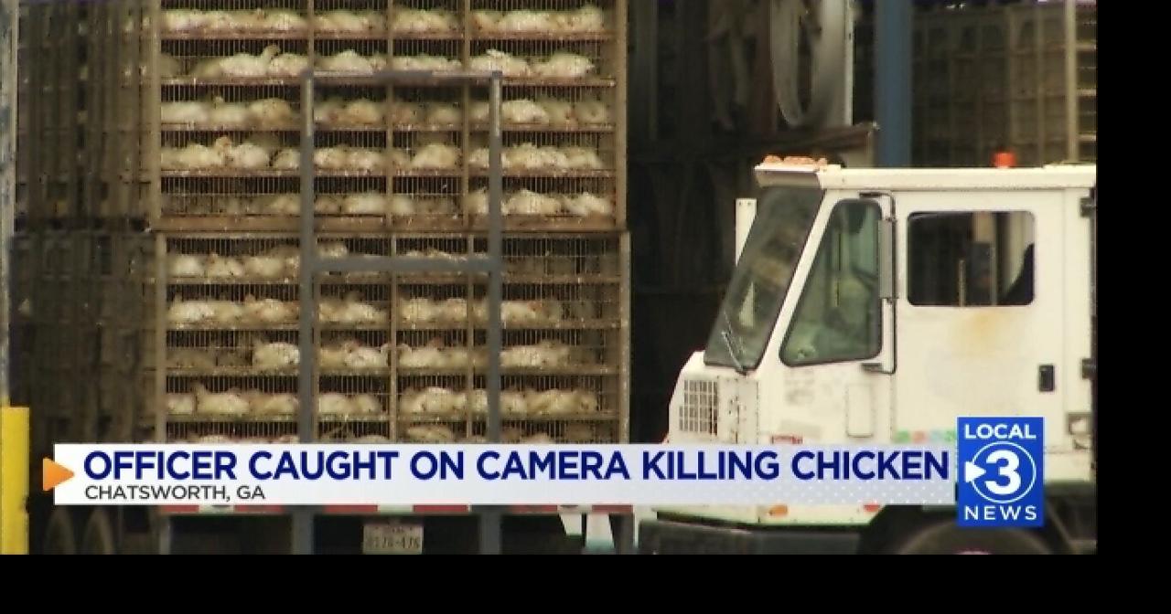 Chatsworth cop caught on cam putting foot on chickens neck and killing ...