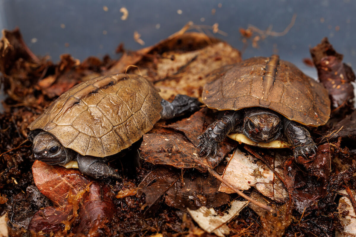 Arakan Forest Turtle Hatchlings in Temporary Habitat.jpg