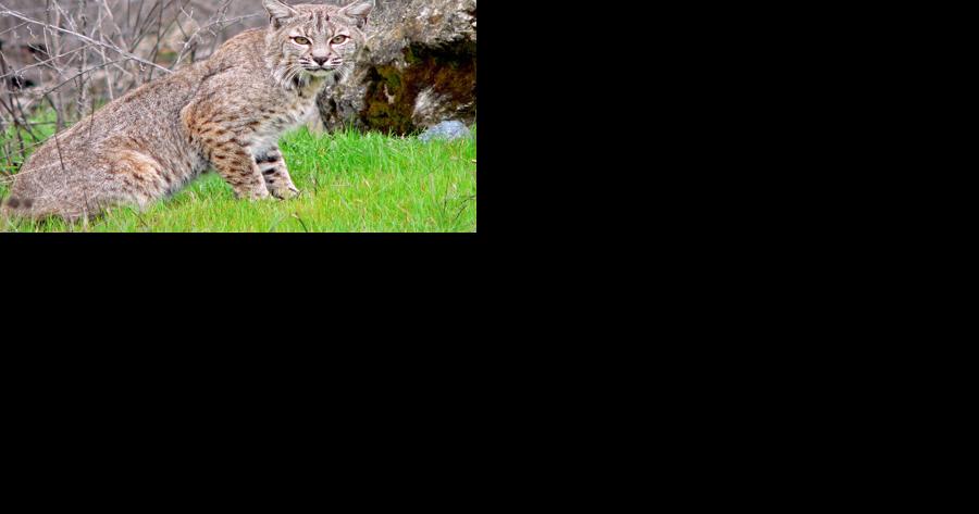 'Aggressive' bobcat attacks two children in Georgia, officials say | Georgia - Vimarsana News