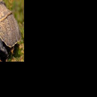 A new face at the Tennessee Aquarium | What's Trending | local3news.com
