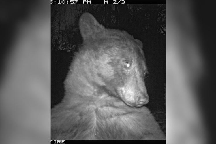 Colorado wildlife camera accidentally captures hundreds of adorable 'bear selfies'