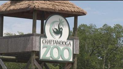 Heart checkups for chimps at Chattanooga Zoo