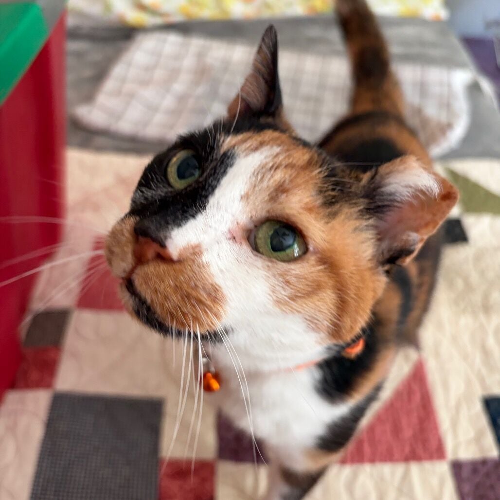 Kitty | | local3news.com