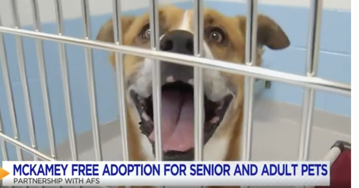 Mckamey dog shelter hotsell