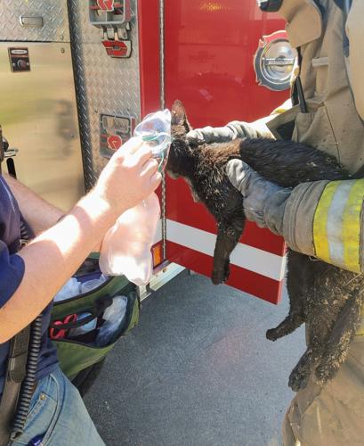 3 pets die, 4 pets rescued in Trion house fire Monday | Local News ...