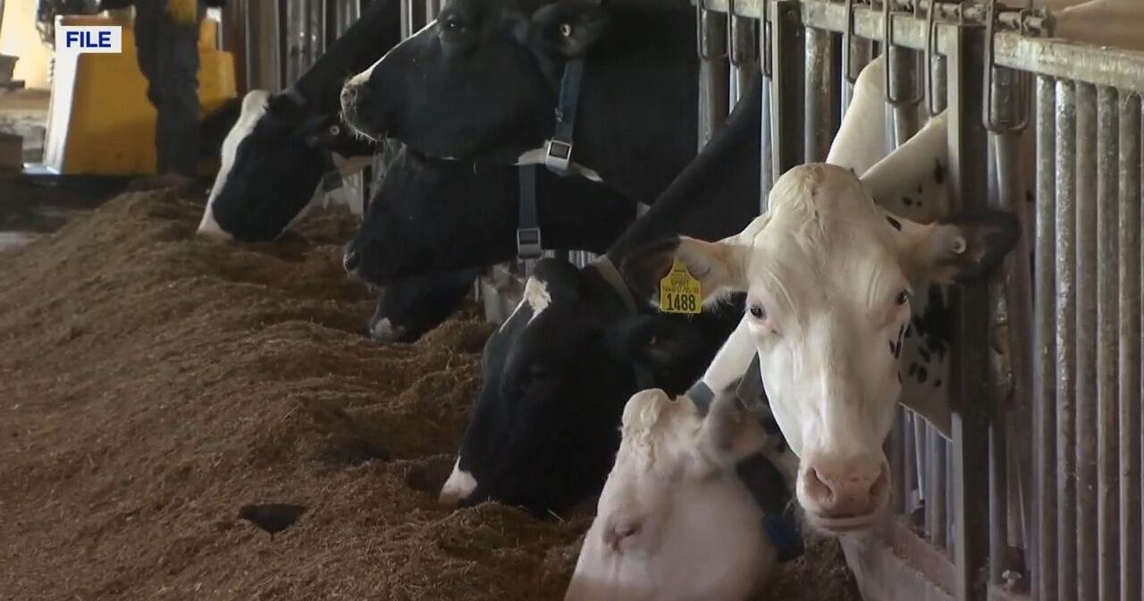 No bird flu cases reported in Tennessee, health department educating public about disease - Vimarsana News