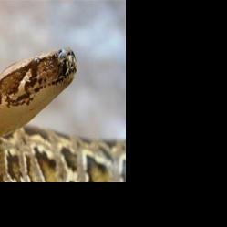 Pythons? In Tennessee? | | local3news.com