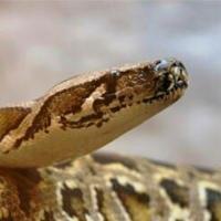 Pythons? In Tennessee? | | local3news.com