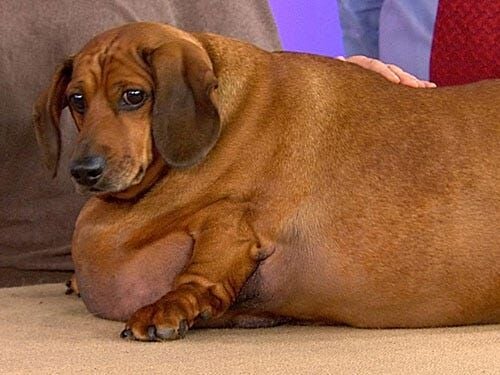 worlds fattest wiener dog