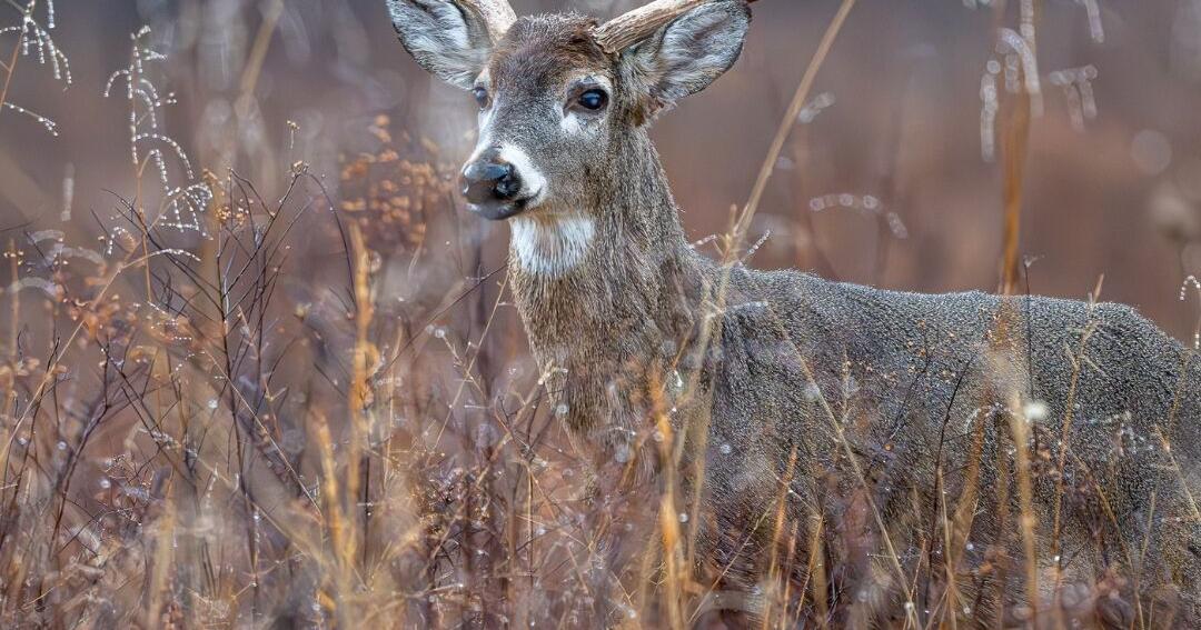 Tennessee lawmakers consider dedicating TVA funds to wildlife agency