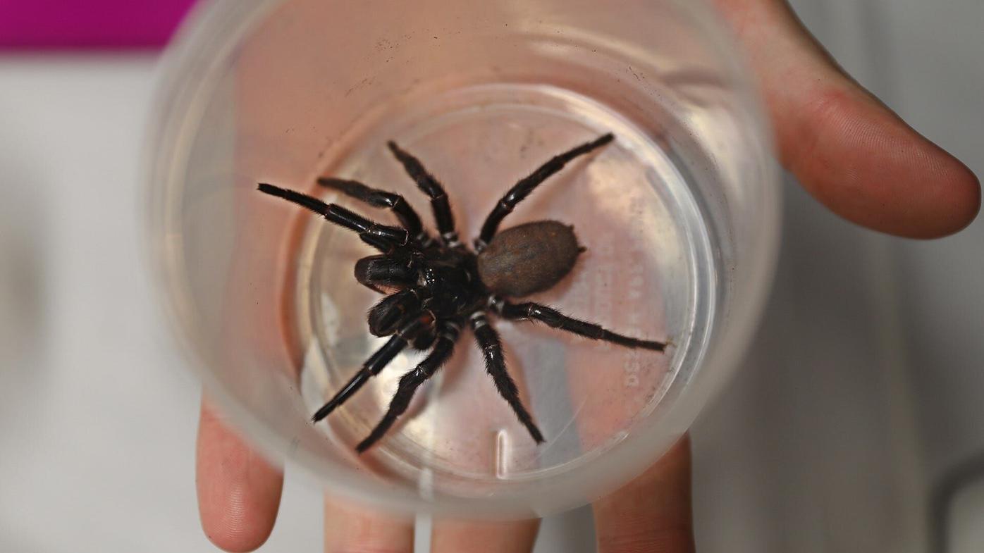 Funnel-web Spiders - The Australian Museum