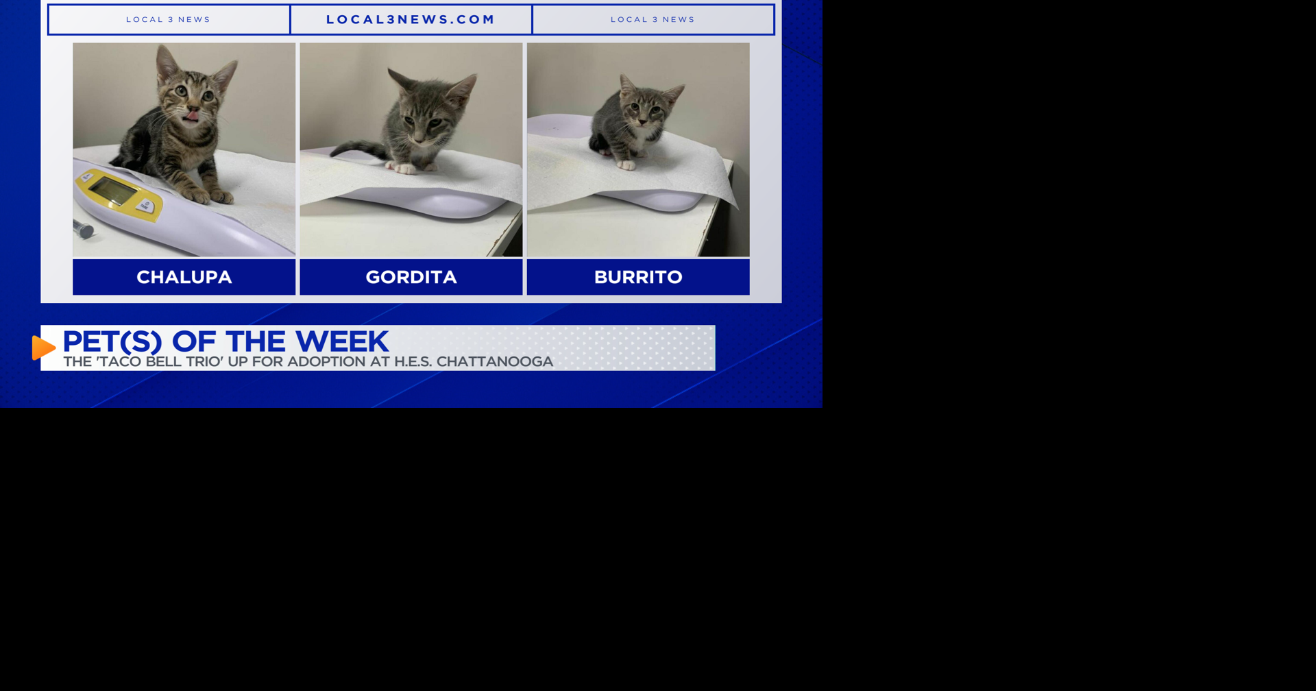 Taco Bell Trio: Chalupa, Gordita, and Burrito | Pet of the Week