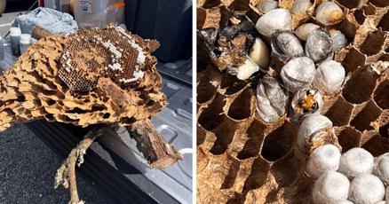 Second invasive hornets nest in Georgia eradicated agriculture officials say Second invasive hornets nest in Georgia eradicated agriculture officials say