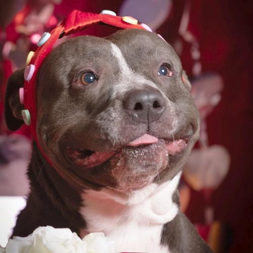 Meet Kafreena: Adorable Pit Bull Mix Up for Adoption | Pet of the Week ...