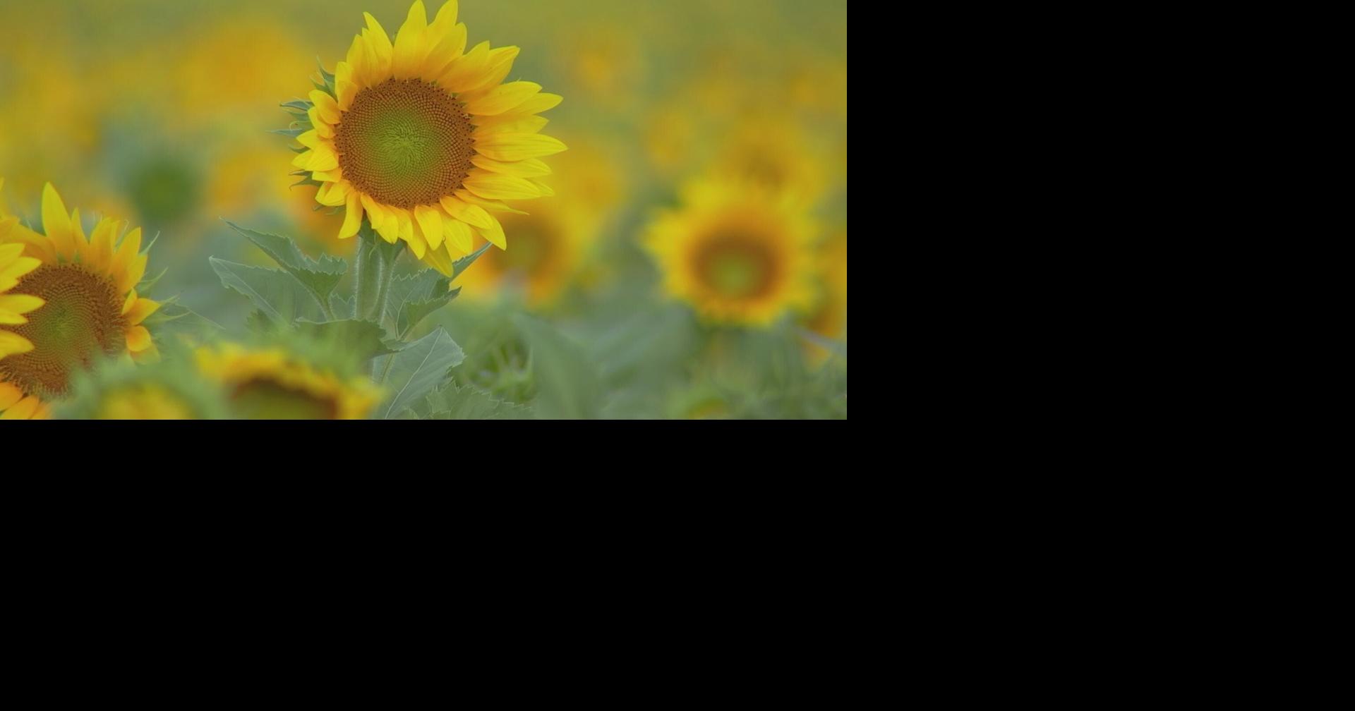 It's officially sunflower season at SmithPerry Berries farm in