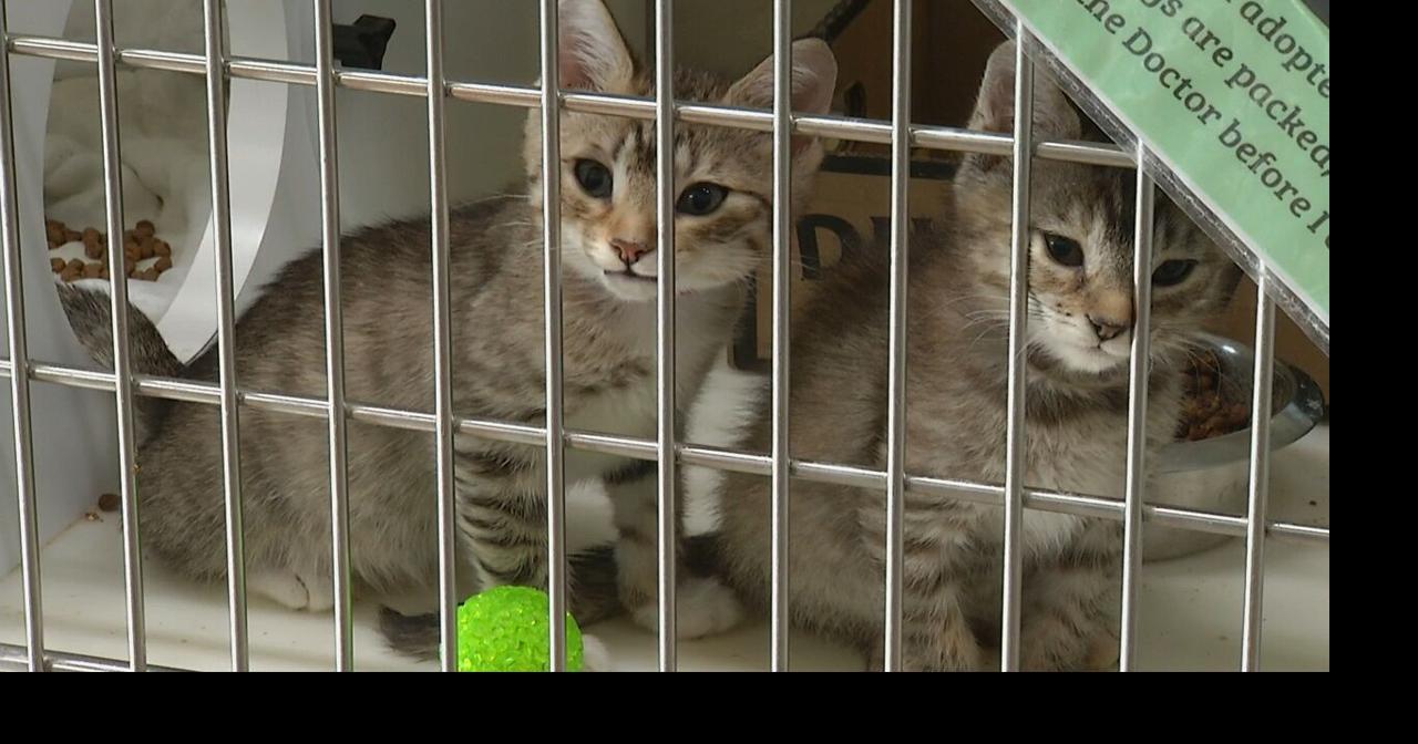 The Pets for Life Program Launches in Chattanooga Local News