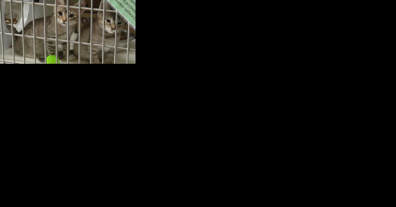 The Pets for Life Program Launches in Chattanooga - Vimarsana News