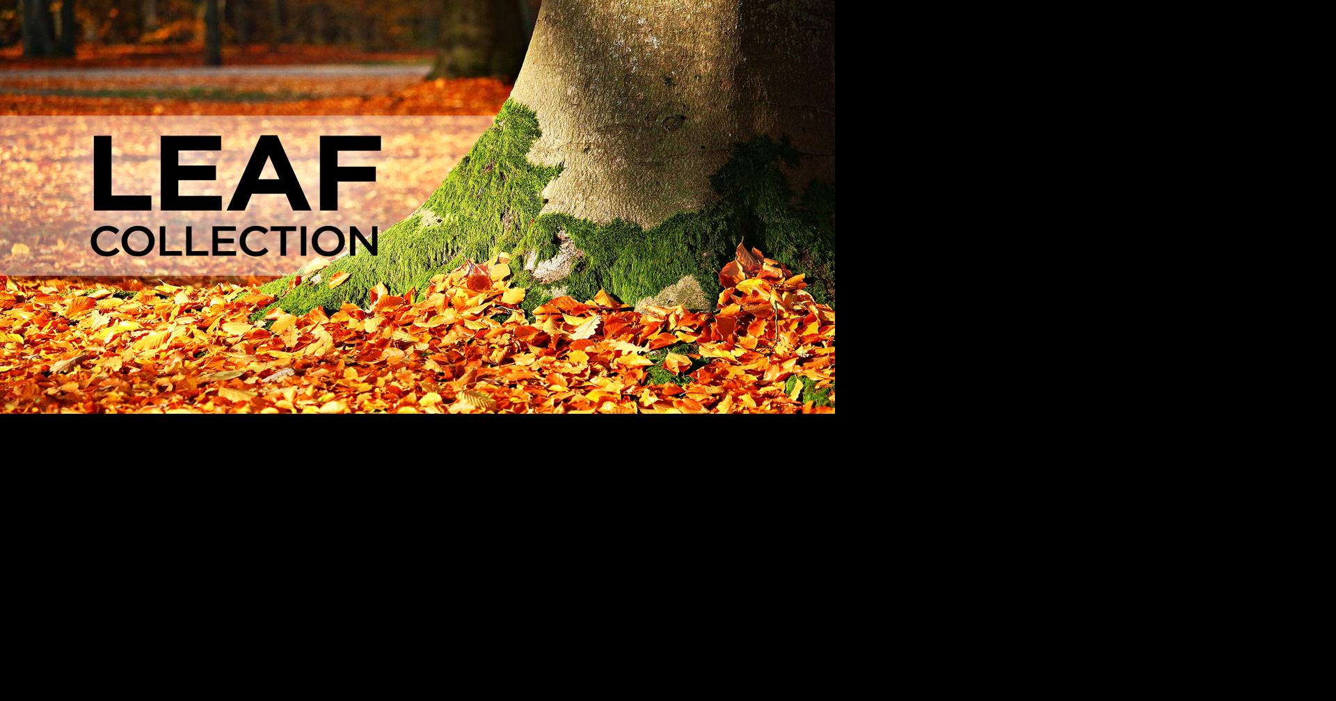 Loose-leaf collection to begin Nov. 2, with new litter clean-up | Local ...