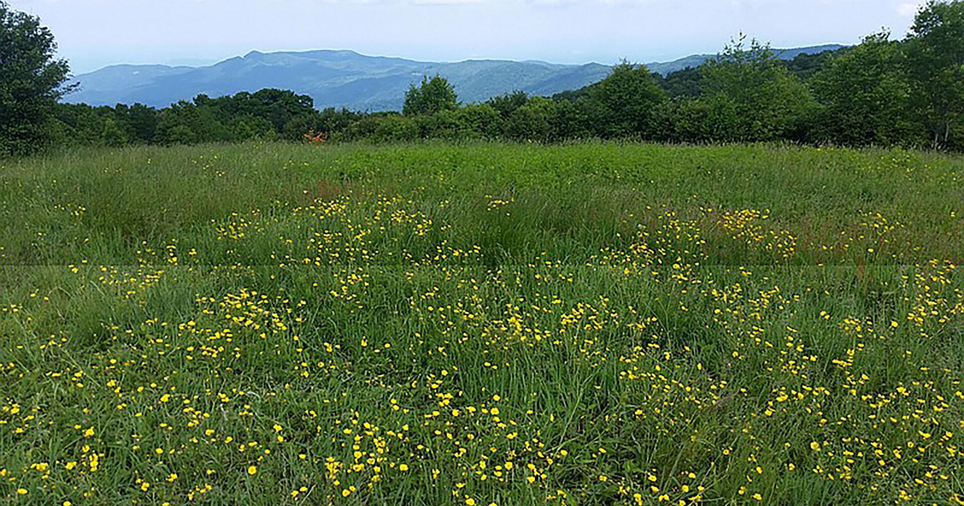 Bipartisan Bills to Designate Benton MacKaye Trail | Local News - Vimarsana News