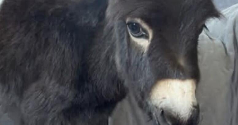 Coverage image for: Cedartown Police tase then fatally shoot one-year-old donkey during search for missing child